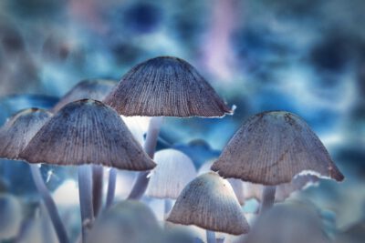 nicht geringe Menge Psilocybin